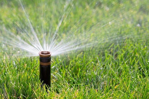 This Thirsty Florida Crop Puts Zero Food On Our Table